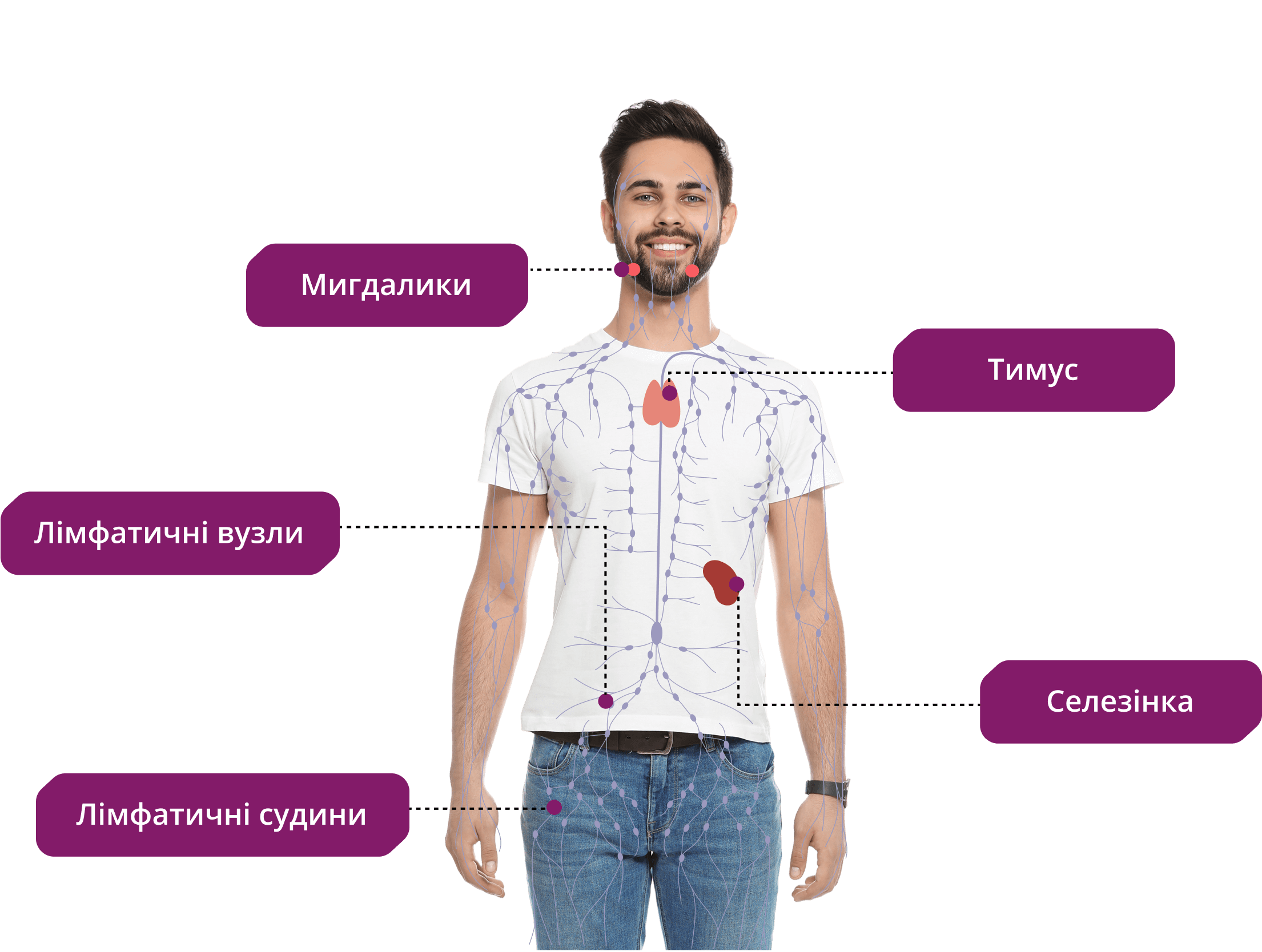 Лімфатична система
